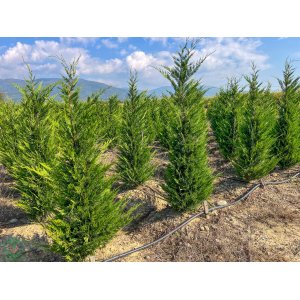 Cyprusovec leylandský (Cupressocyparis leylandii) - výška 120-150 cm, kont. C7L